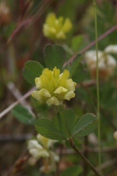 Image of field clover