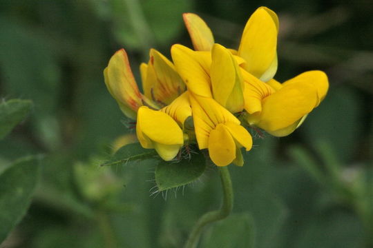 Image of Common Bird's-foot-trefoil