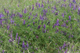 Image of fodder vetch