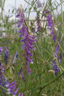 Image of fodder vetch