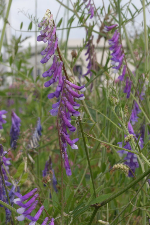 Image of fodder vetch