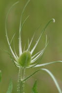 Image of teasel: Fuller's teasel; cutleaf teasel