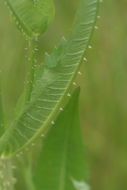 Image of teasel: Fuller's teasel; cutleaf teasel