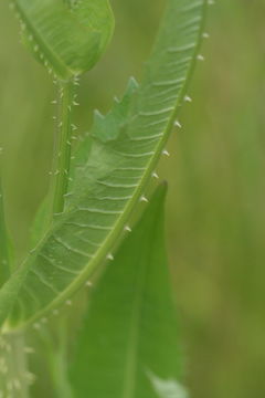 Image of teasel: Fuller's teasel; cutleaf teasel