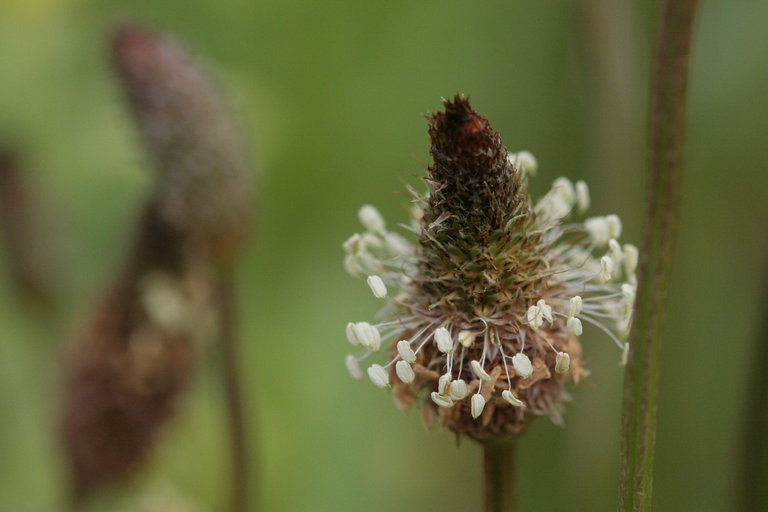 Image of Ribwort Plantain