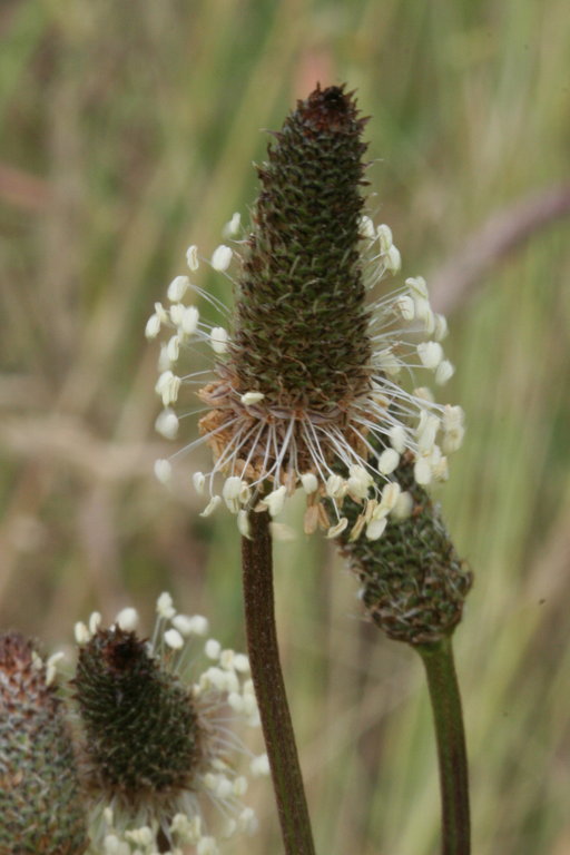 Image of Ribwort Plantain