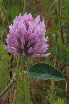 Image of Red Clover