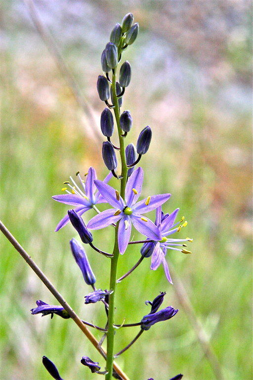 Image of camas