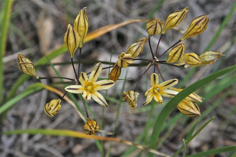 Sivun Triteleia ixioides subsp. anilina (Greene) L. W. Lenz kuva