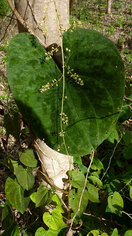 Image of Dioscorea dodecaneura Vell.
