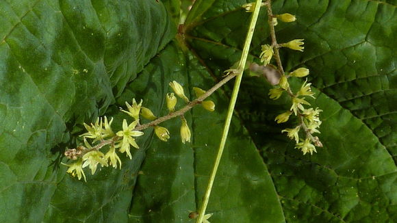 Image of Dioscorea dodecaneura Vell.