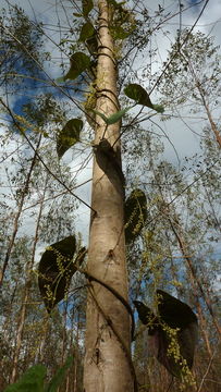 Image of Dioscorea dodecaneura Vell.