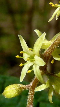 Image of Dioscorea dodecaneura Vell.