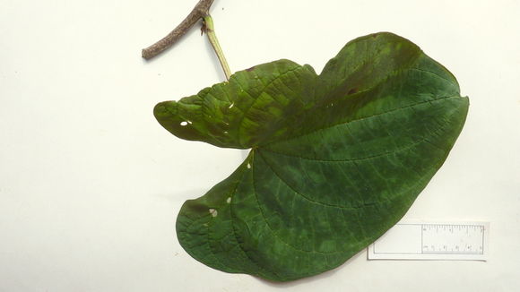 Image of Dioscorea dodecaneura Vell.