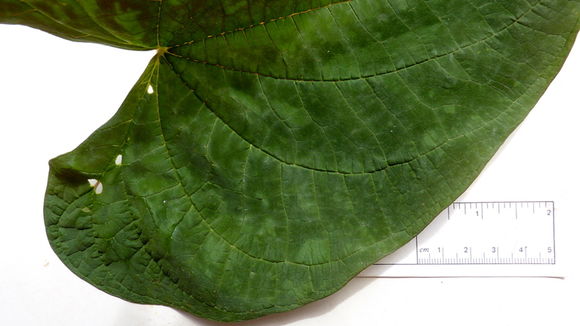 Image of Dioscorea dodecaneura Vell.