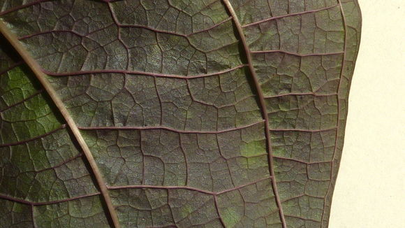 Image of Dioscorea dodecaneura Vell.