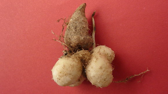 Image of Dioscorea dodecaneura Vell.