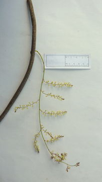 Image of Dioscorea dodecaneura Vell.