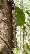 Image of Dioscorea dodecaneura Vell.