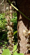 Image of Dioscorea dodecaneura Vell.