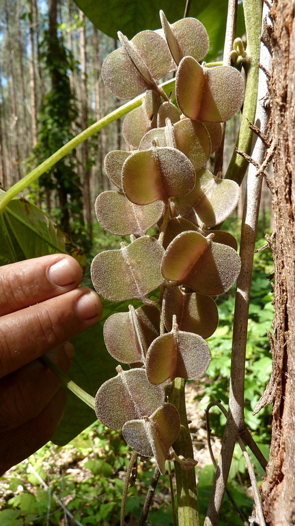 Image of Dioscorea dodecaneura Vell.