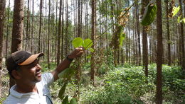 Image of Dioscorea dodecaneura Vell.