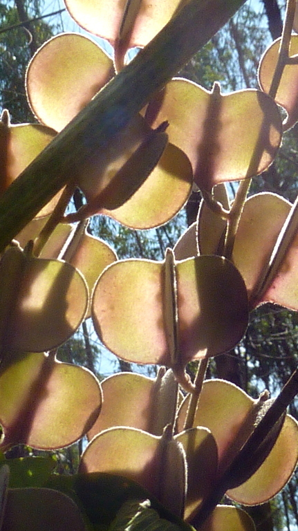 Image of Dioscorea dodecaneura Vell.