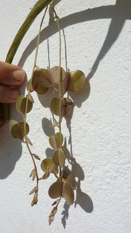 Image of Dioscorea dodecaneura Vell.