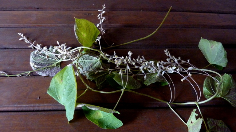 Image of Dioscorea dodecaneura Vell.