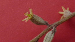 Image of Dioscorea dodecaneura Vell.