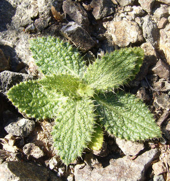 Image of Spear Thistle