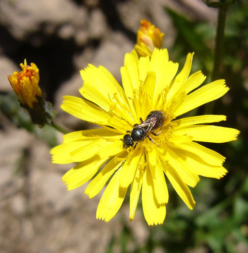 Image of smooth hawksbeard