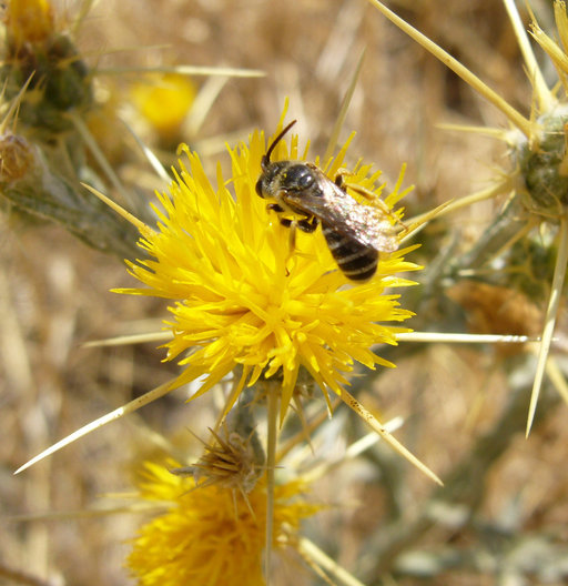 Image of yellow star-thistle