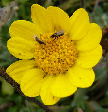 Imagem de Lasthenia californica subsp. macrantha (A. Gray) R. Chan