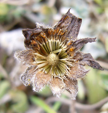 Imagem de Lasthenia californica subsp. macrantha (A. Gray) R. Chan