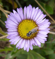 Слика од Erigeron glaucus Ker-Gawl.