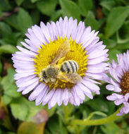 Слика од Erigeron glaucus Ker-Gawl.