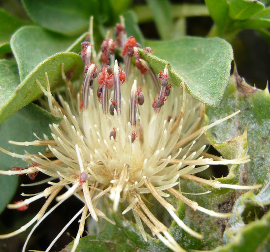 Imagem de Cirsium quercetorum (A. Gray) Jepson