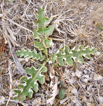 Sivun Cirsium quercetorum (A. Gray) Jepson kuva