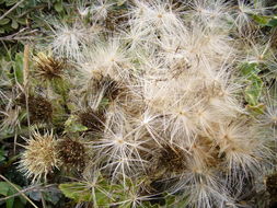 Imagem de Cirsium quercetorum (A. Gray) Jepson