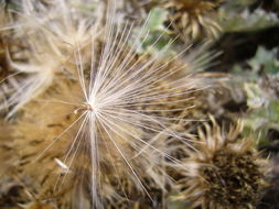 Imagem de Cirsium quercetorum (A. Gray) Jepson