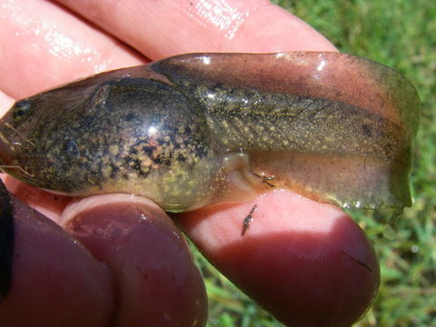 Image of California Red-legged Frog