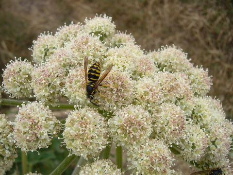 Image of Henderson's angelica