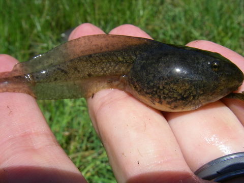 Image of California Red-legged Frog