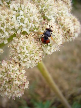 Image of Henderson's angelica