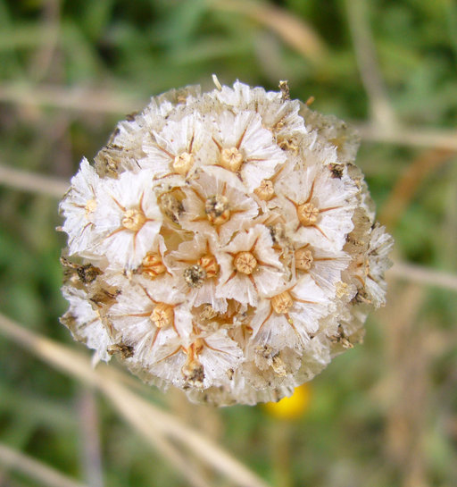 Image of California seapink