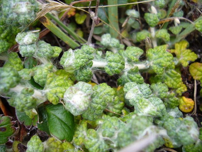 Image of common woolly sunflower