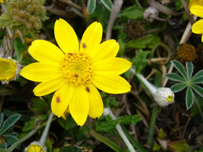 Image of common woolly sunflower