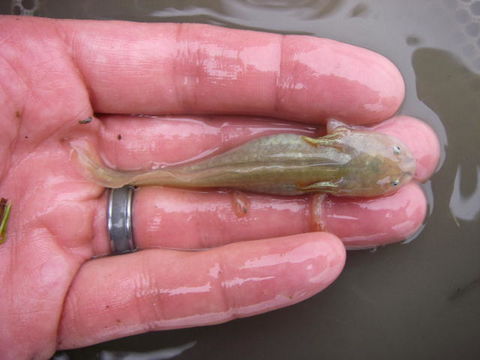 Image of California Tiger Salamander