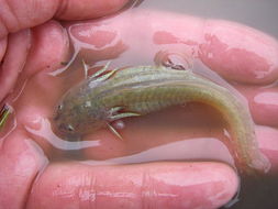 Image of California Tiger Salamander